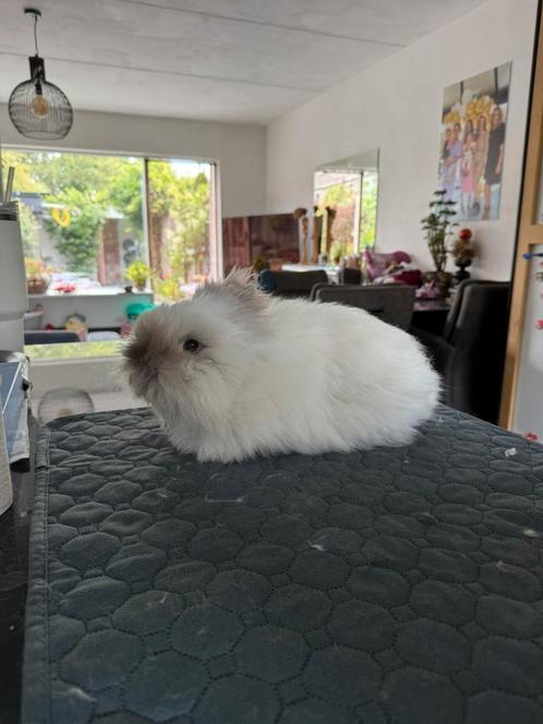 Teddy dwerg konijn, Dieren en Toebehoren, Konijnen, Dwerg, Mannelijk