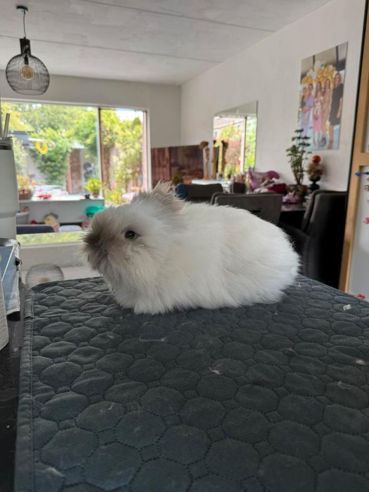 Teddy dwerg konijn, Dieren en Toebehoren, Konijnen, Dwerg, Mannelijk