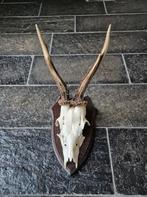 Mooi Ree Gewei op donker eiken schild jacht mancave f35, Ophalen of Verzenden, Gebruikt, Hert, Gewei of Kop