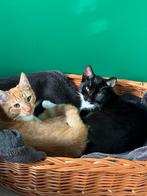 Katten ter Adoptie Twee Broertjes Zoeken een Nieuw Thuis, Dieren en Toebehoren, Katten en Kittens | Overige Katten, Kater, Kortharig