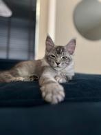 Maine coon Kitten met stamboom, Dieren en Toebehoren, Katten en Kittens | Raskatten | Langhaar, Meerdere dieren, Gechipt, 0 tot 2 jaar