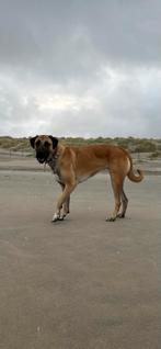 Kangal teef 2 jaar - Turkse herder - Karuna, Rabiës (hondsdolheid), Overige rassen, 1 tot 2 jaar, Teef