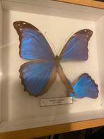 Mooie vlinder in lijst, Dieren en Toebehoren, Vlinders of Rupsen