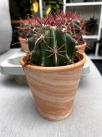 Ferocactus latispinus Mexiko, Ophalen, Cactus, Volle zon, Minder dan 100 cm