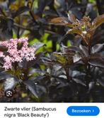 Rodebladige Vlier met Roze Bloemen, Overige soorten, Lente, 100 tot 250 cm, Ophalen