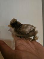 Kuikentjes zijdehoen, Dieren en Toebehoren, Pluimvee, Geslacht onbekend, Kip