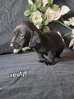 Kaninchen kortharige teckel pups, Kaninchen, CDV (hondenziekte), 8 tot 15 weken, Korthaar