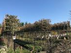 lei magnolia grandiflora 340 cm hoog 10-12 cm stam dikte, Tuin en Terras, Planten | Bomen, Ophalen, Halfschaduw