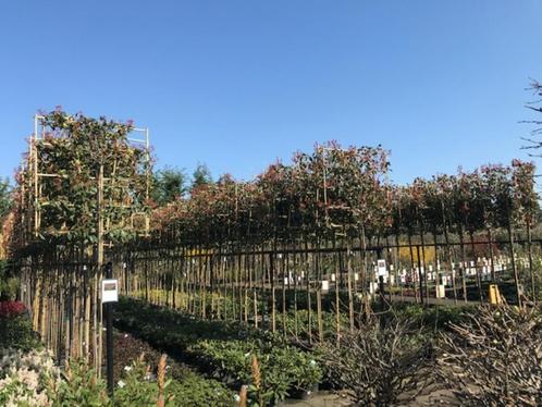 lei magnolia grandiflora 340 cm hoog 10-12 cm stam dikte, Tuin en Terras, Planten | Bomen, Halfschaduw, Ophalen