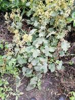 Vrouwenmantel, Tuin en Terras, Planten | Tuinplanten, Ophalen of Verzenden, Zomer, Overige soorten, Volle zon