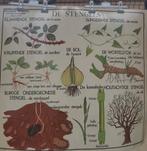 Schoolplaat: De Stengels, Ophalen of Verzenden, Natuur en Biologie