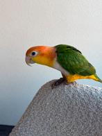 RoestKop Caique Vrouwtje, Vrouwelijk, Papegaai, Pratend