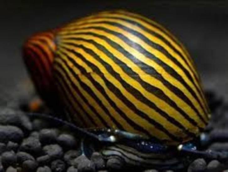 Zebra renslak, Dieren en Toebehoren, Vissen | Aquariumvissen, Zoetwatervis, Slak of Weekdier