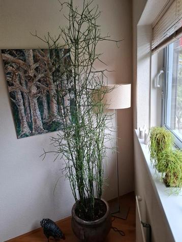Euphorbia potloodplant in oude pot beschikbaar voor biedingen