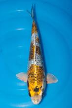 Ginrin Kogane Ochiba (Japanse Koi), Karper of Koi
