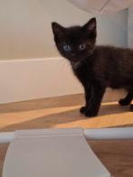 Nog 1 mooie zwarte kitten te koop, Dieren en Toebehoren, Meerdere dieren, Kortharig, 0 tot 2 jaar