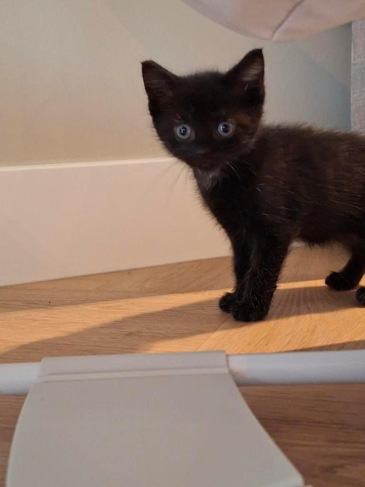 Nog 1 mooie zwarte kitten te koop, Dieren en Toebehoren, Katten en Kittens | Overige Katten, Kortharig, Meerdere dieren, 0 tot 2 jaar