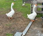 Koppel afrikaanse knobbelganzen, Dieren en Toebehoren, Pluimvee, Meerdere dieren, Gans of Zwaan