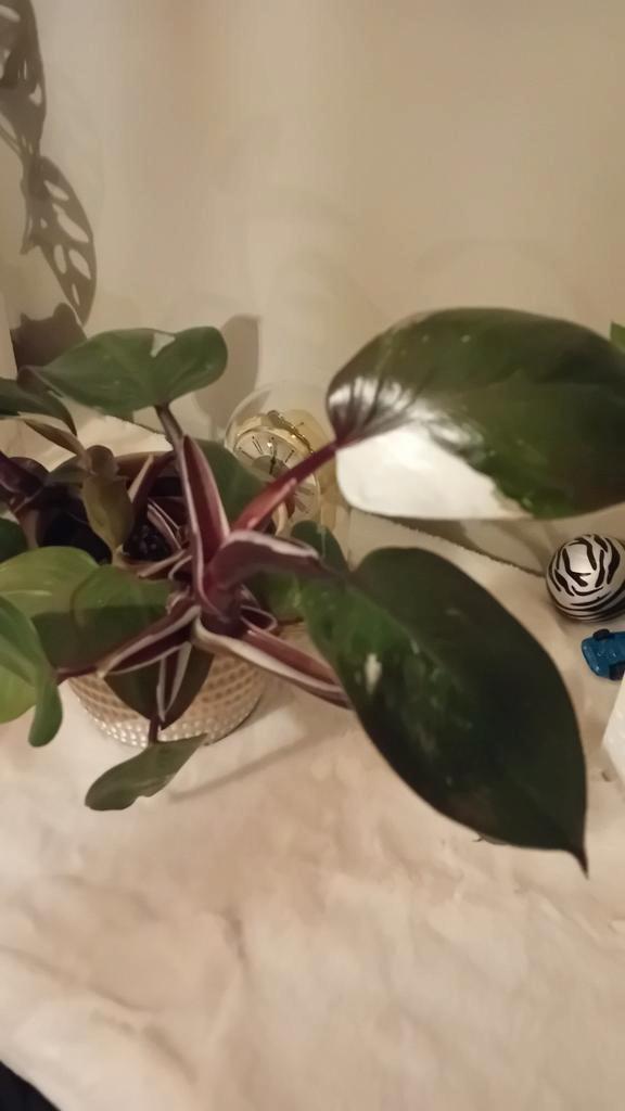 Philodendron red anderson, Huis en Inrichting, Kamerplanten, Minder dan 100 cm, Halfschaduw, Ophalen of Verzenden