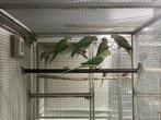3 Koppels Alexander parkieten, Meerdere dieren, Parkiet