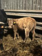 Blond vaarskalf, Vrouwelijk, Schaap