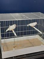 Zebravink -koppel, Dieren en Toebehoren, Vogels | Overige Vogels, Meerdere dieren, Tropenvogel, Geringd