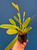 Orchidee Bulbophyllum Grandiflorum p12 (1), Ophalen of Verzenden, Halfschaduw, Minder dan 100 cm