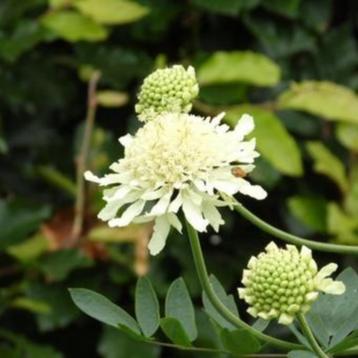 Stek / zaailing Scabiosa, kleur roomwit beschikbaar voor biedingen