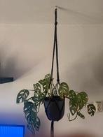 Monstera Adansonii (Monkey Mask) in hangpot, Ophalen, Overige soorten, Halfschaduw, In pot