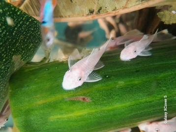 Ancistrus snowwhite  beschikbaar voor biedingen