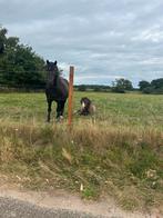Gezocht bijrijdster/verzorgster voor 2 pony’s, Dieren en Toebehoren, Ophalen of Verzenden, Gebruikt, Dressuur