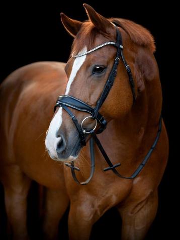 Horse Guard Cryll hoofdstel, Zwart, Cob, Full beschikbaar voor biedingen