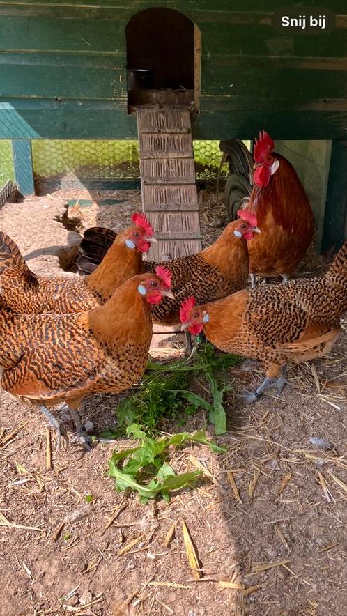 Broedeieren Friese kippen Goudgepeld., Dieren en Toebehoren, Pluimvee, Kip, Meerdere dieren