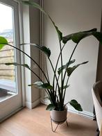 Grote Strelitzia Nicolai, Overige soorten, In pot, 150 tot 200 cm, Halfschaduw