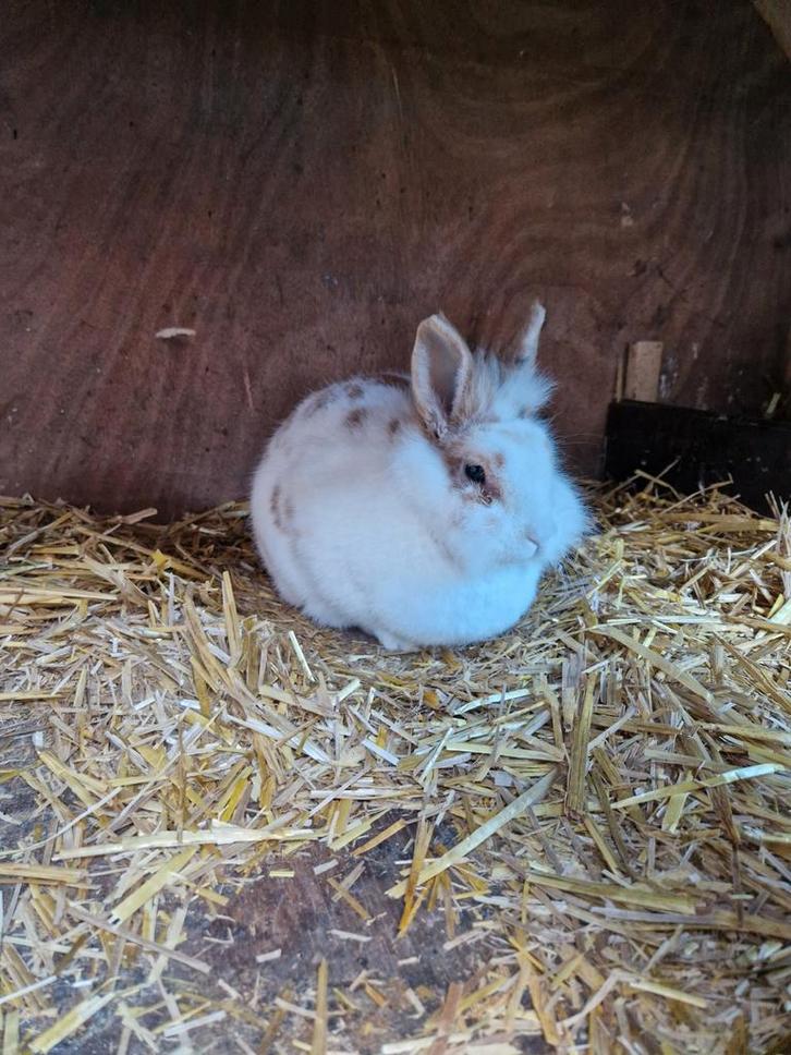 Konijn, vosje, Dieren en Toebehoren, Konijnen, Middelgroot, Vrouwelijk, 3 tot 5 jaar