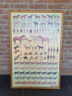 Sam Savitt horse information chart, Antiek en Kunst, Kunst | Schilderijen | Klassiek, Ophalen