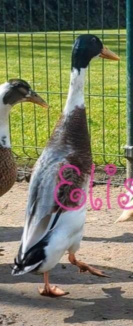Indische loopeend woerd  beschikbaar voor biedingen