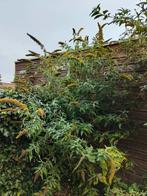 Gratis witte en paarse vlinderstruik, Overige soorten, 100 tot 250 cm, Zomer, Ophalen