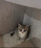 Britse korthaar kitten, Dieren en Toebehoren, Katten en Kittens | Raskatten | Korthaar, Kater