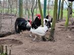 Lakenvelders broedeieren, Geslacht onbekend, Kip