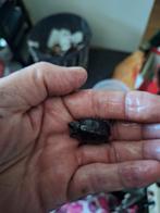 Muskus waterschildpad baby
