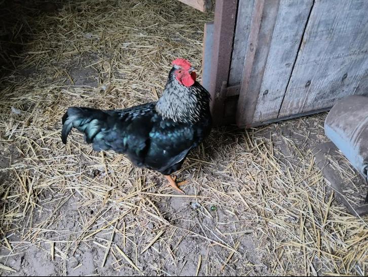 Gratis haantjes, Dieren en Toebehoren, Pluimvee, Kip, Mannelijk