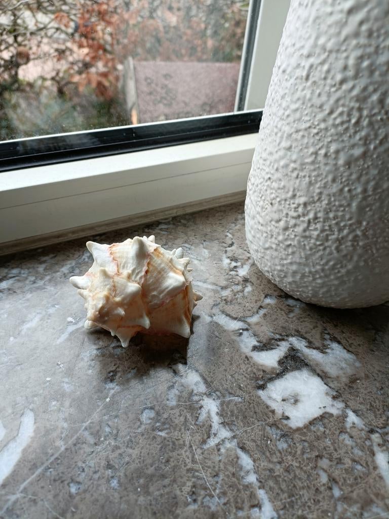 Murex schelp, Verzamelen, Ophalen of Verzenden, Schelp(en)
