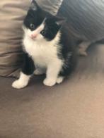 Kittens baasje gezocht, Dieren en Toebehoren, Meerdere dieren, Kortharig, 0 tot 2 jaar