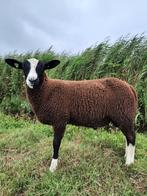 Aantrekkelijke Zwartbles dekram, Dieren en Toebehoren, Mannelijk, Schaap, 0 tot 2 jaar