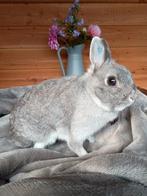 Kleurdwerg konijn, Dieren en Toebehoren, Vrouwelijk, Dwerg, 3 tot 5 jaar