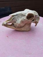 Schedel van een schaap, Ophalen of Verzenden, Gebruikt, Schedel