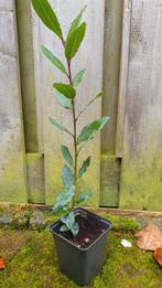 Laurier kruid, Ophalen, Minder dan 100 cm