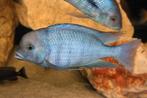 Malawi Cichliden: Cyrtocara moorii, Dieren en Toebehoren, Vis, Zoetwatervis