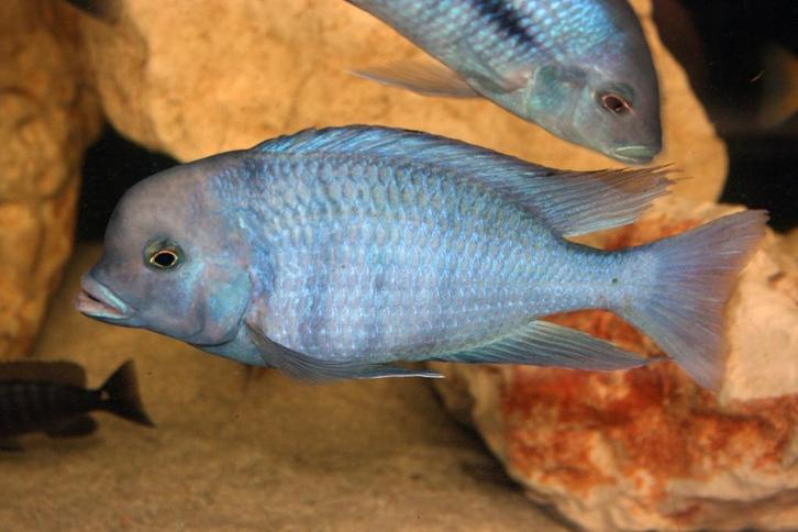 Malawi Cichliden: Cyrtocara moorii, Dieren en Toebehoren, Vissen | Aquariumvissen, Zoetwatervis, Vis